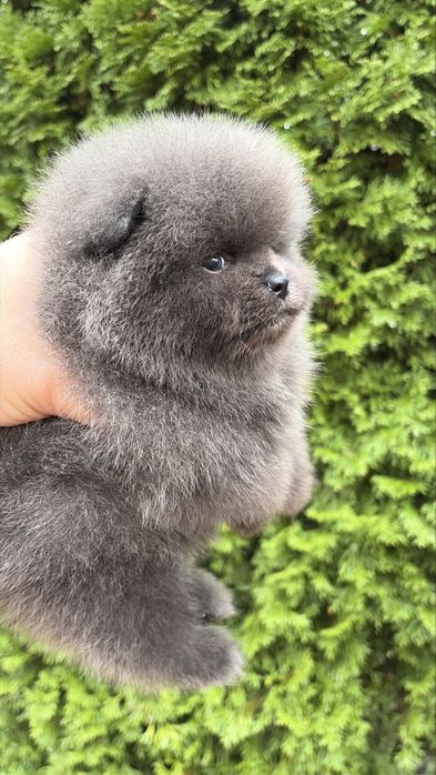 Мини помернский шпиц премиум класса!