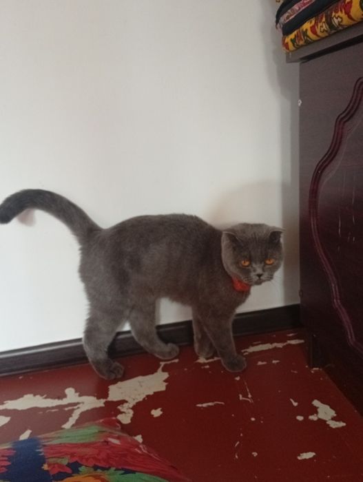 Харошая домашная кошка