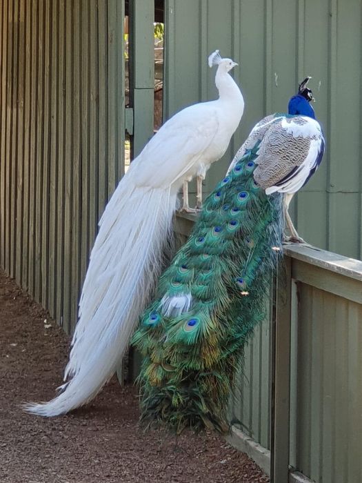 Павлины арлекины индийские белые персиковые павлин