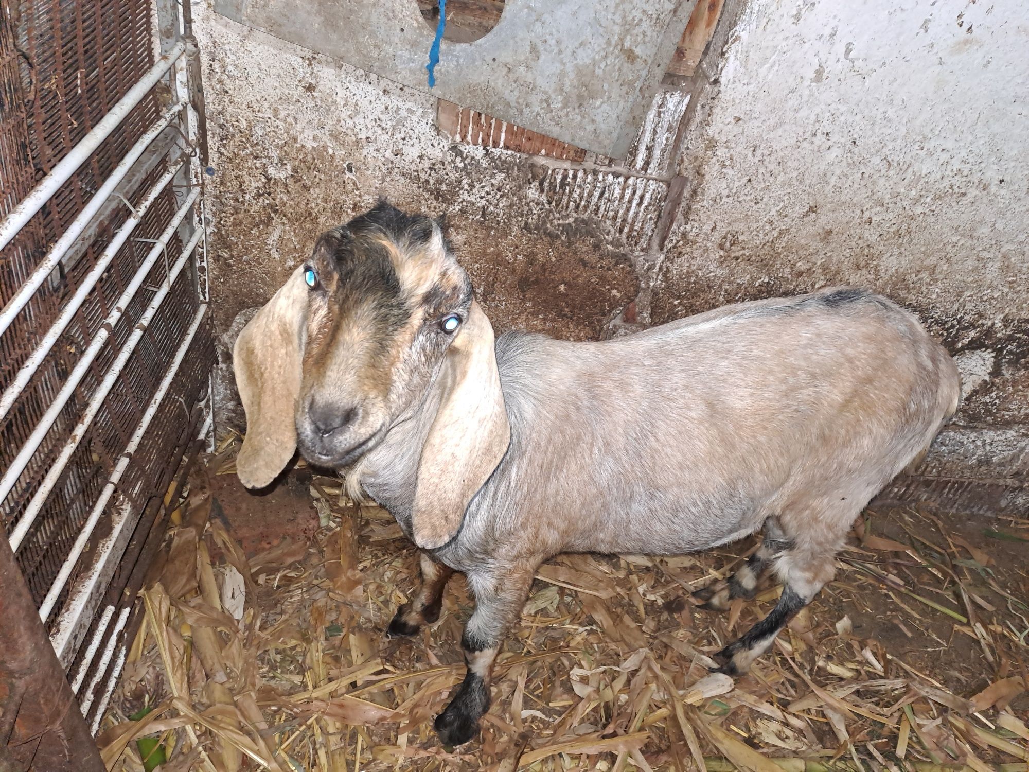 De vânzare capra anglo nubiana șuta genetic gestanta din 25 septembrie