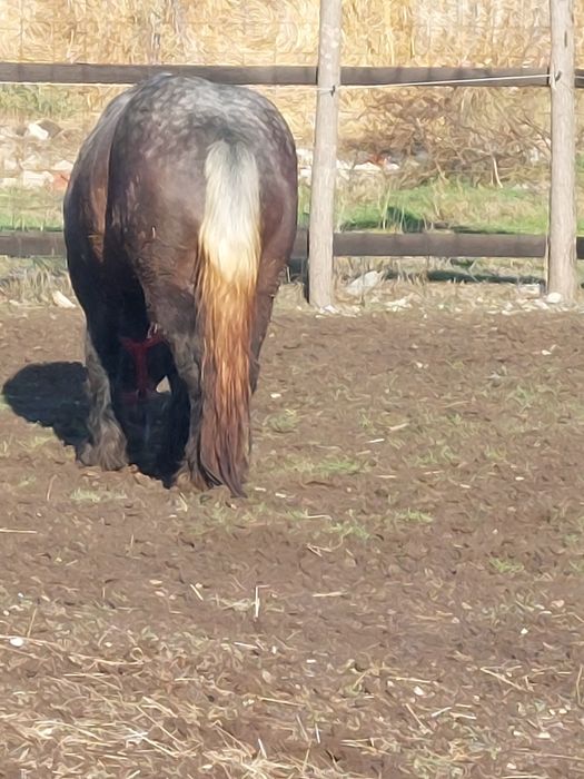 Armasar sur de 3 ani pentru monta.