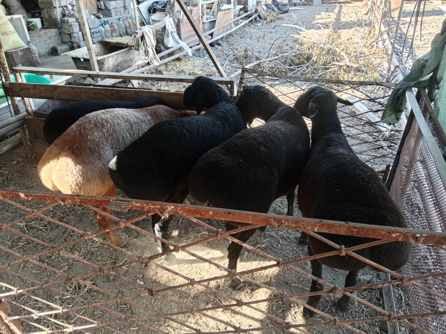 asalom alekum qoylar sotiladi qasob xizma bor