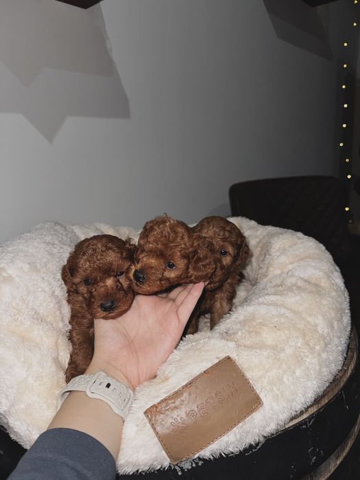Той пудели/ Toy poodle