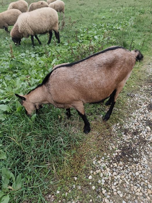 Vând Animale de rasa