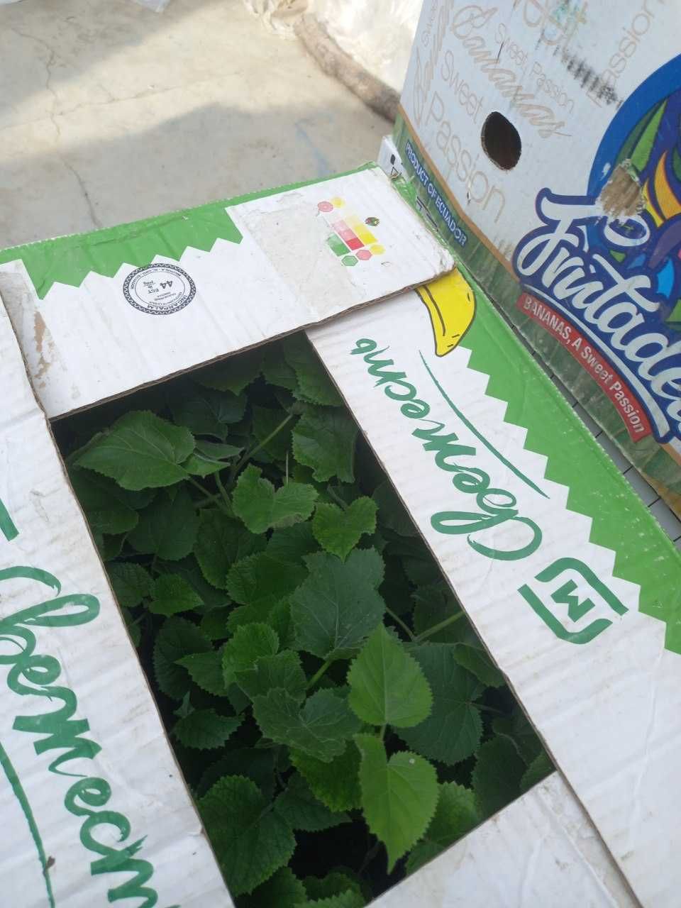 Павлония нихолчалари