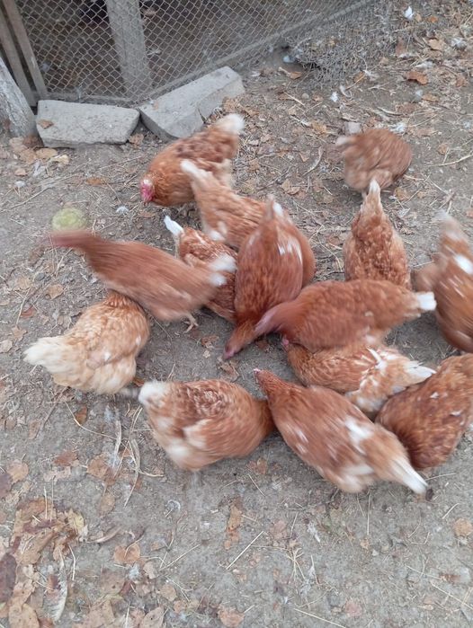 Куры  ломан браун 1.5 года