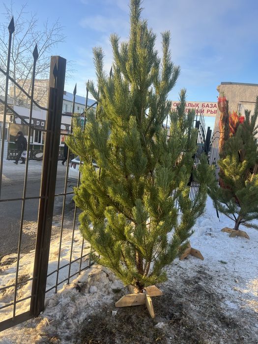 Елки новогодние ( живые)