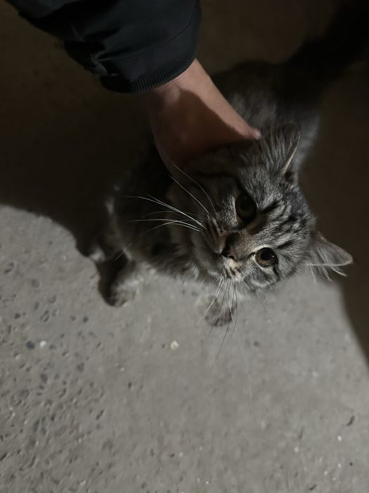 Котенок бесплатно