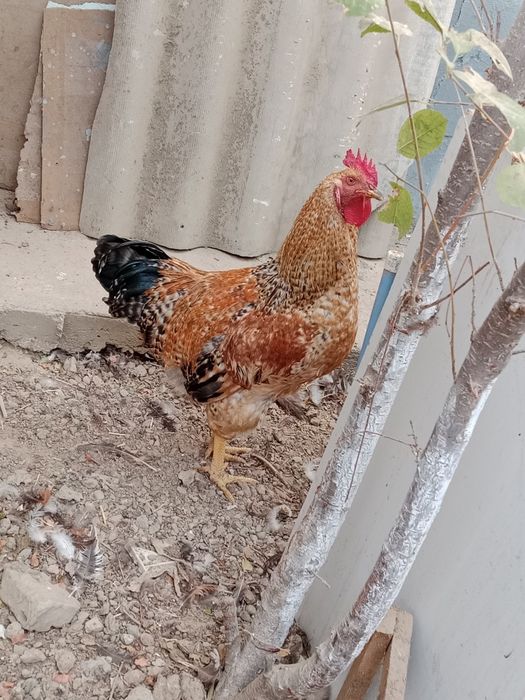 Бакувват огир гушдор  Xo'roz sotiladi. Damashniy uyda boqilgan jo'ja