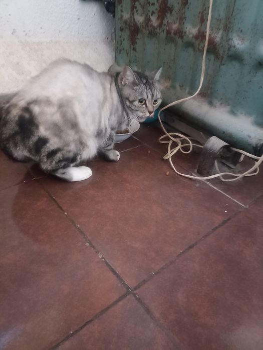 Отдам кошку в добрые рукии