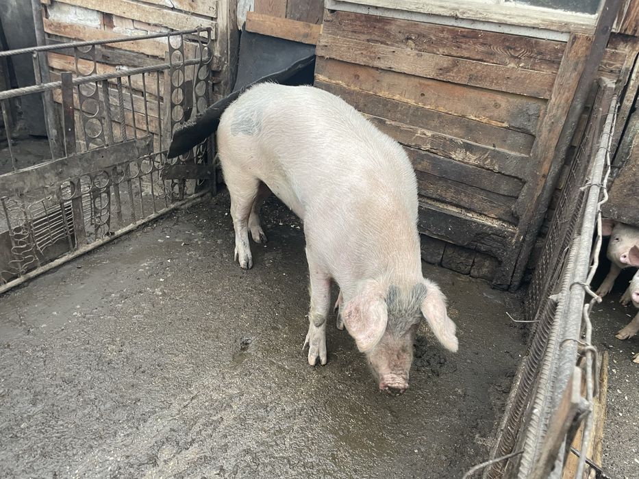 Прасета ………………..