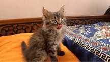 Отдам котенка в хорошие руки