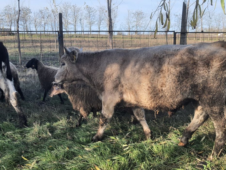 Vitel pentru sacrificat