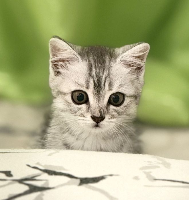 Срочно продается породистый кот