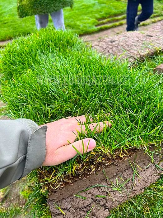 Газон готовый рулонный Gazon tabiy