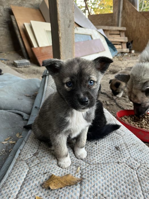Donez spre adoptie pui din husky. Somova, Tulcea.