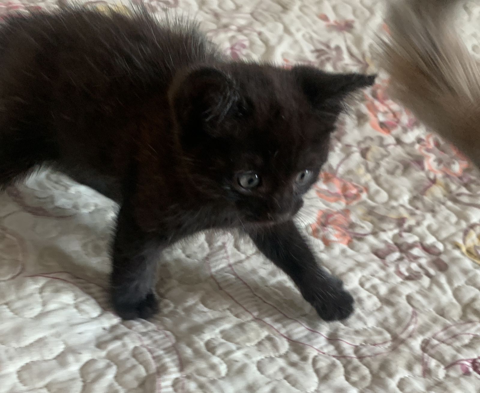 Котенок в хорошие руки
