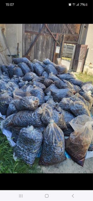 Vand prune pentru tuica