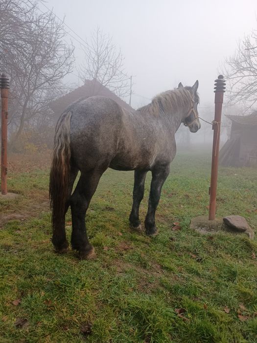 Vând sau schimb mânz percheron