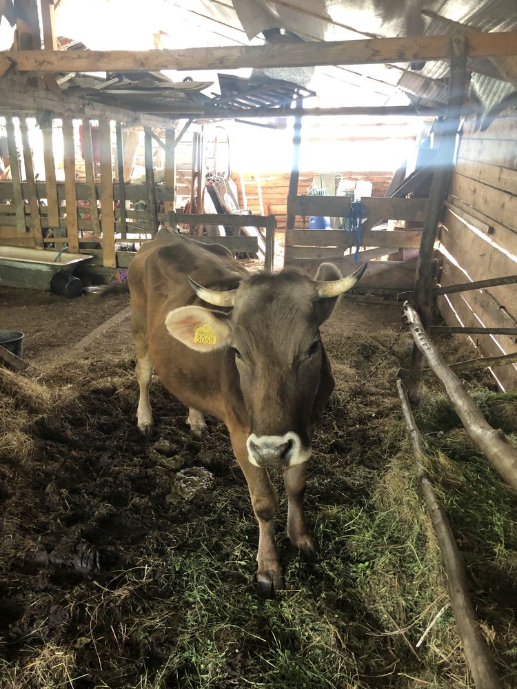 Vaca Bruna MM a 2a fatare gestanta 8 luni