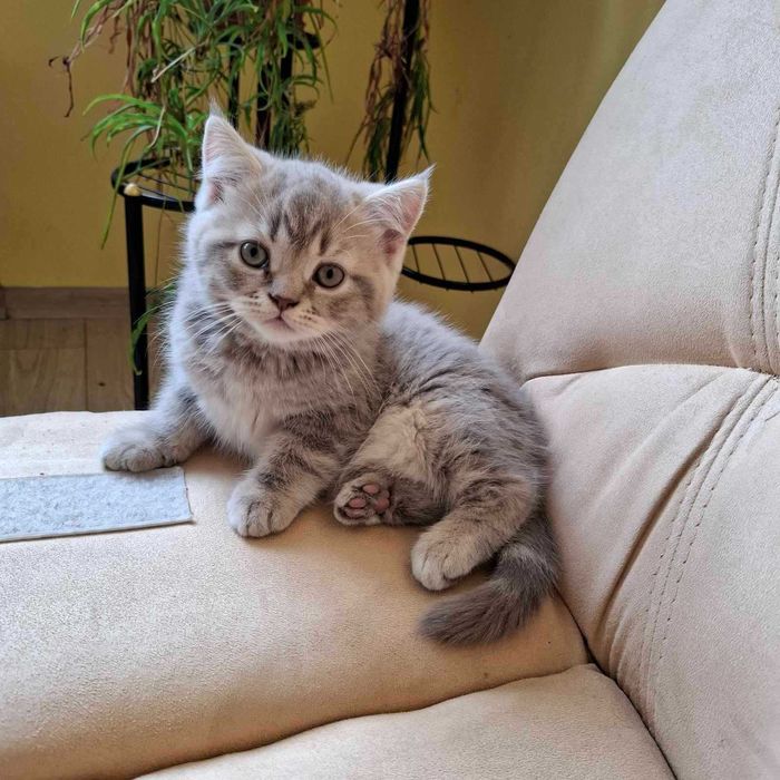 Шотландско коте момче