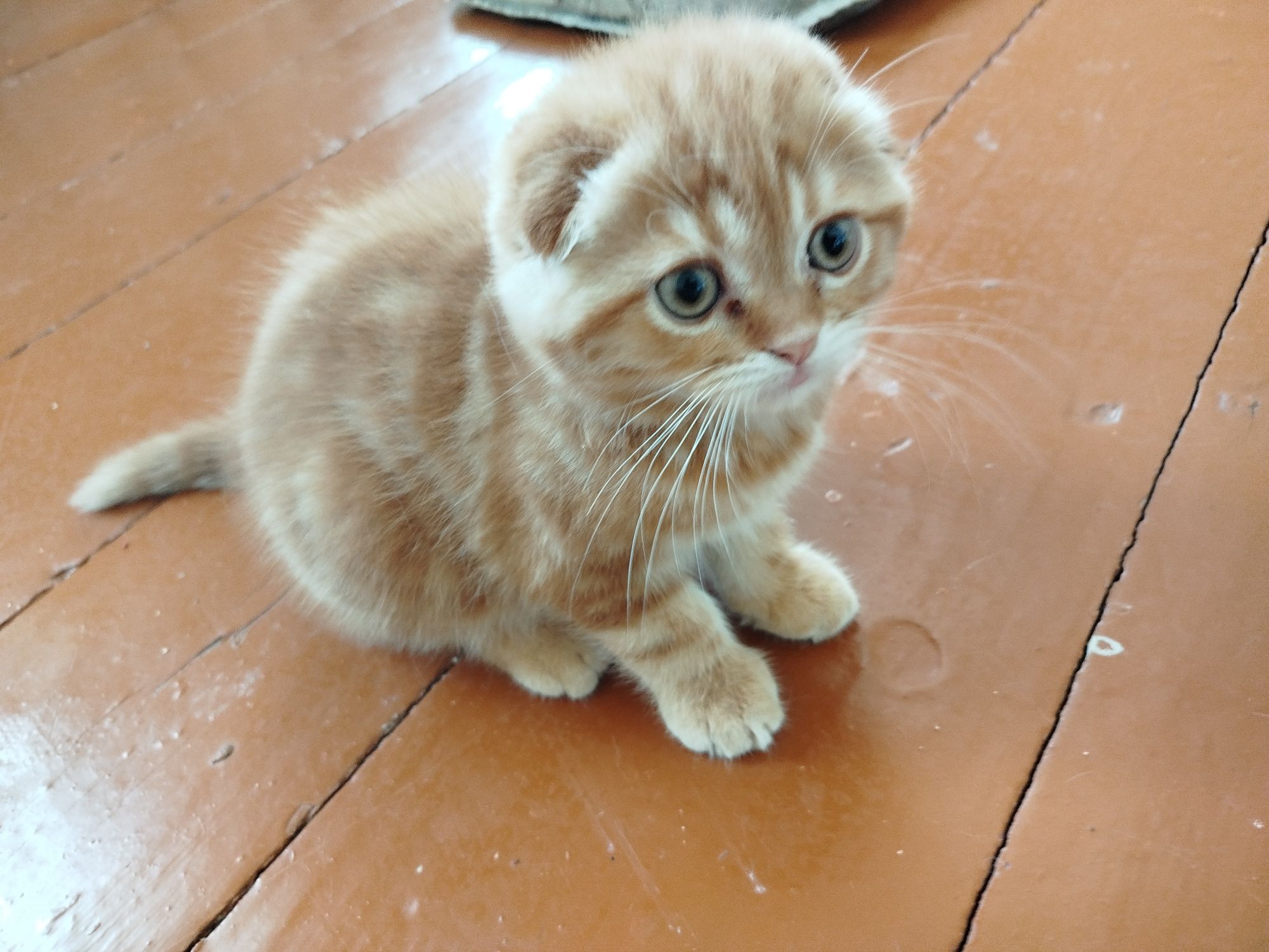 котёнки очень милые