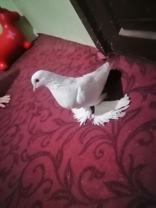 Kabutar. Qoradumlik. Zottor