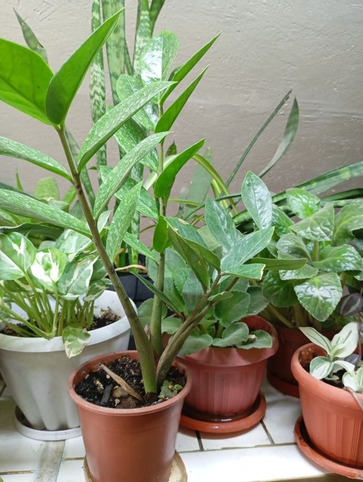 Замиакулкас- доллавое дерево