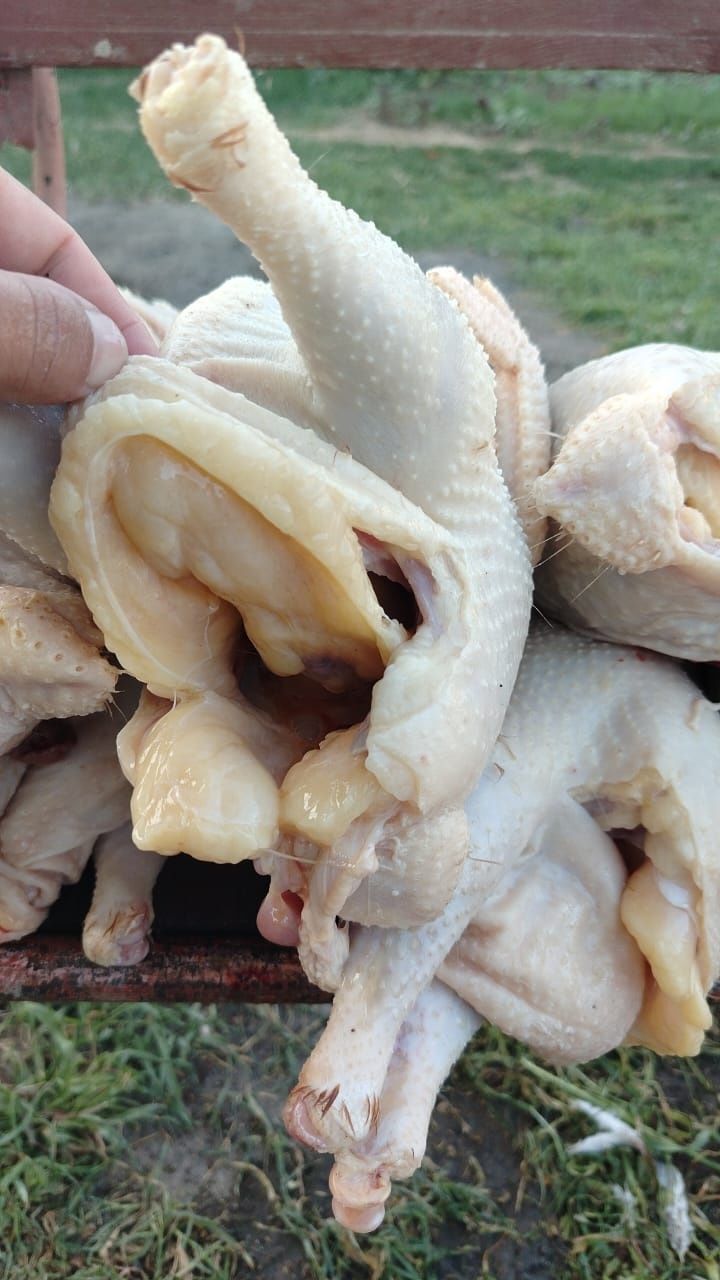 Продаю чищенных курей