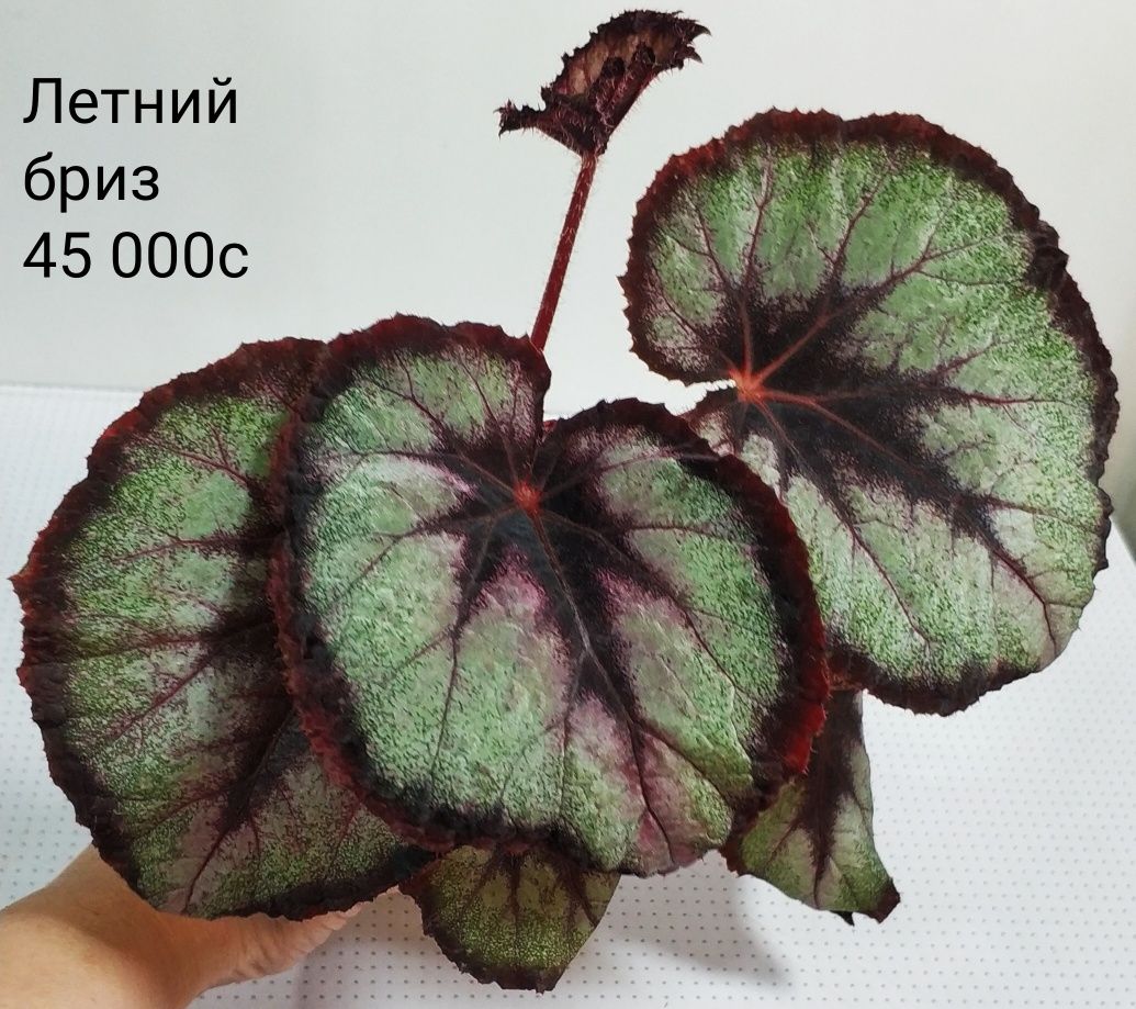 Взрослые бегонии.