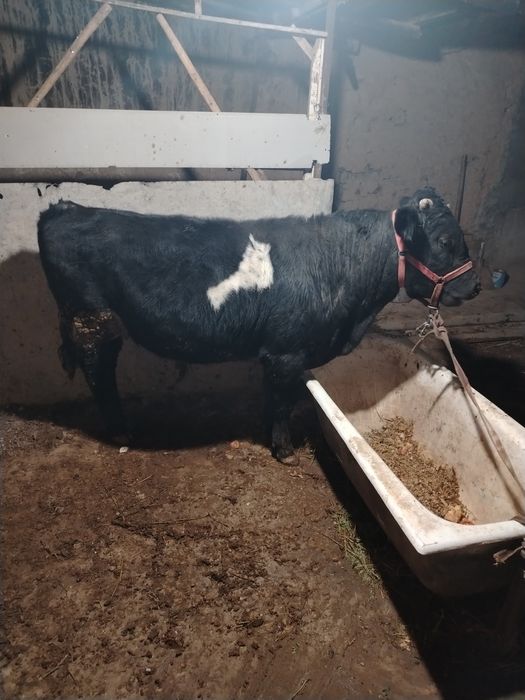 1 yoshar yeb ichshi zo'r