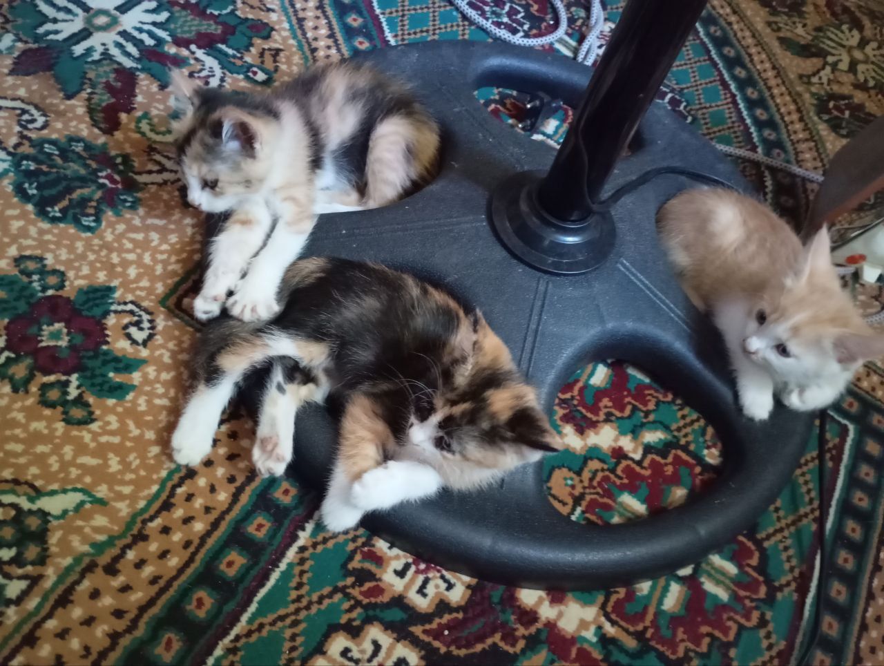 Кошки/мушукчалар/мушук