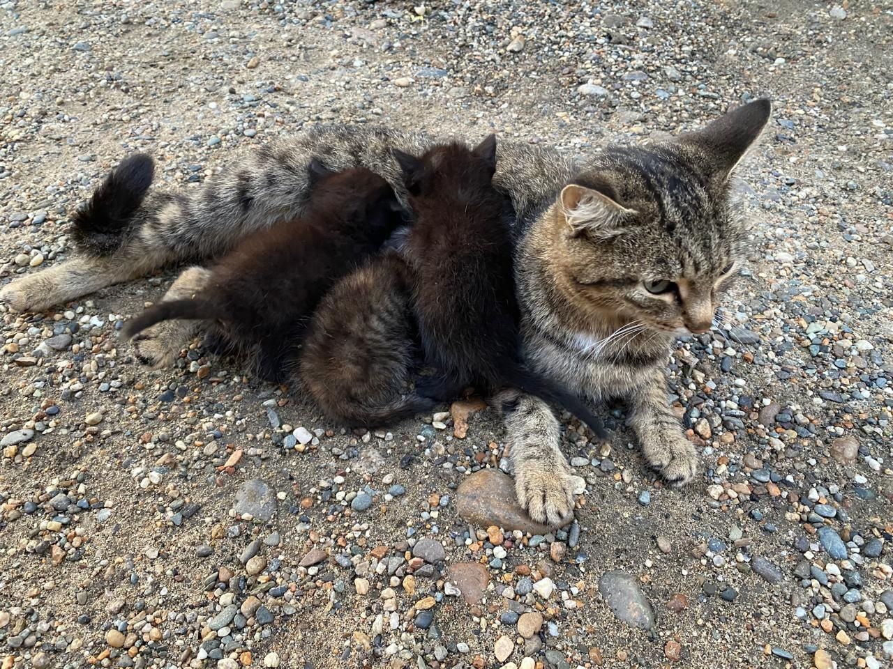 Милые котята. Кошка