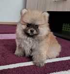 Pomeranian mascul mini toy