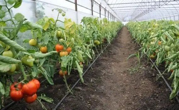 Solar confecționăm transportăm montăm