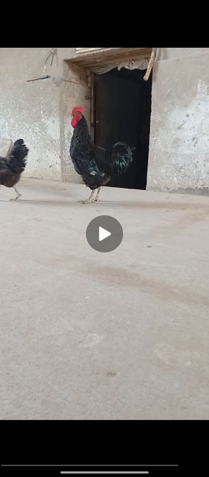 Xoroz sotiladi..