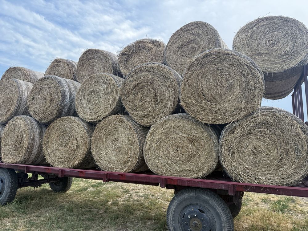 Baloti lucerna dreptunghiulari mici si rotunzi 120x120  2025