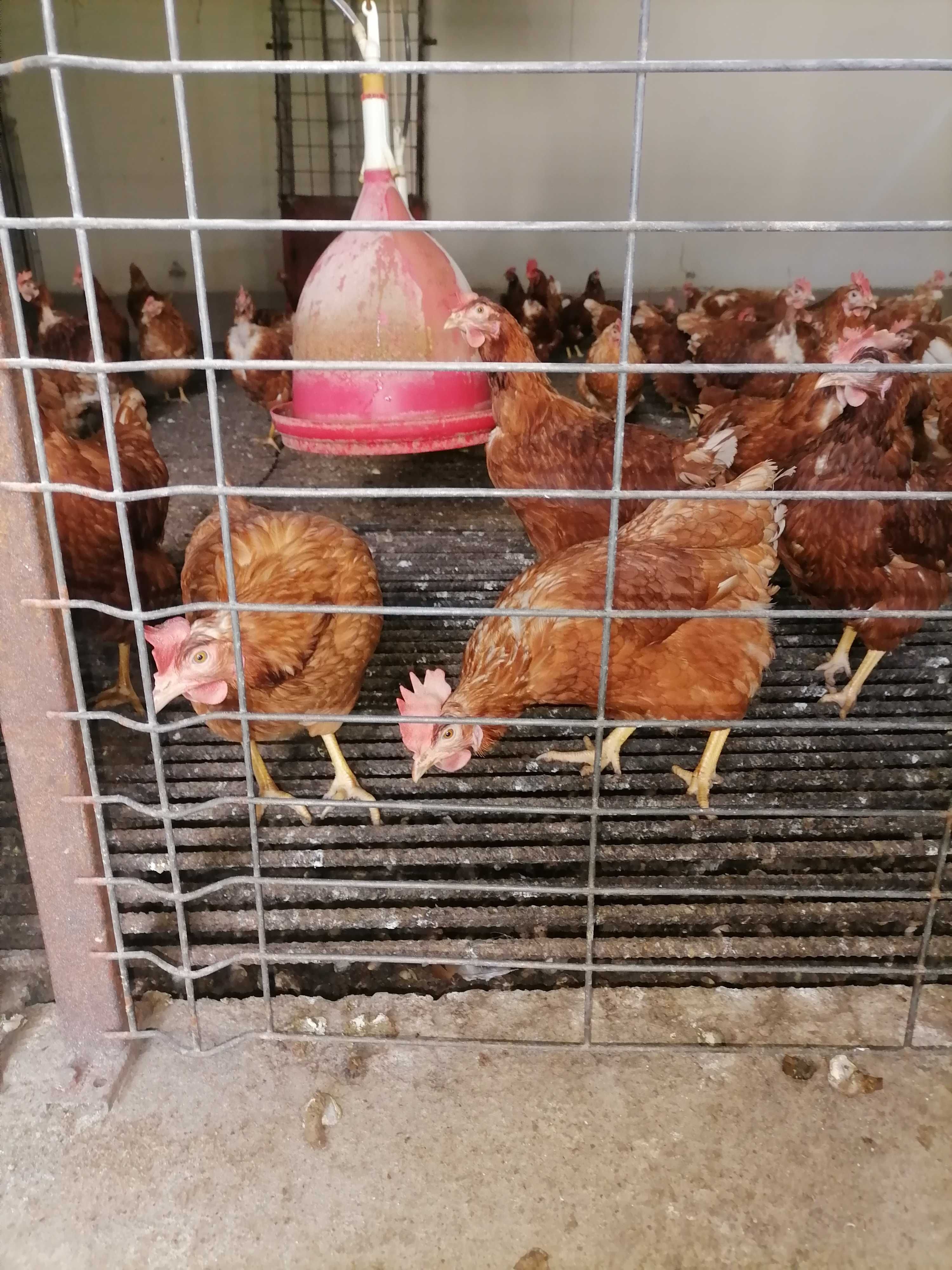 Vând găini ouătoare