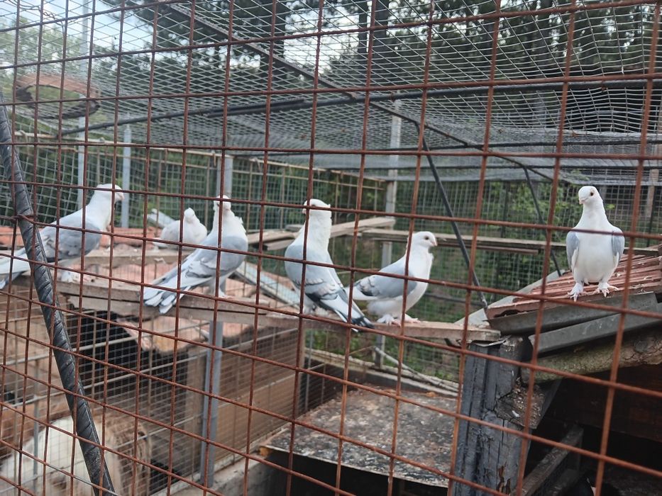 Млади сатинети..