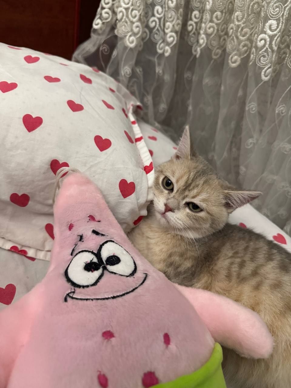 Британская шиншила