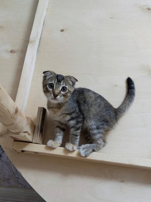 шатланский кошка
