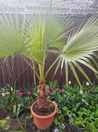 Palmieri Washingtonia Robusta