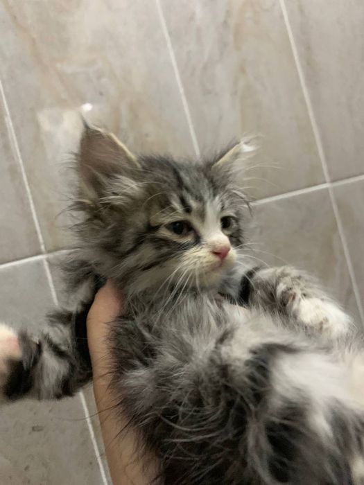 Отдам в хорошие руки мальчик