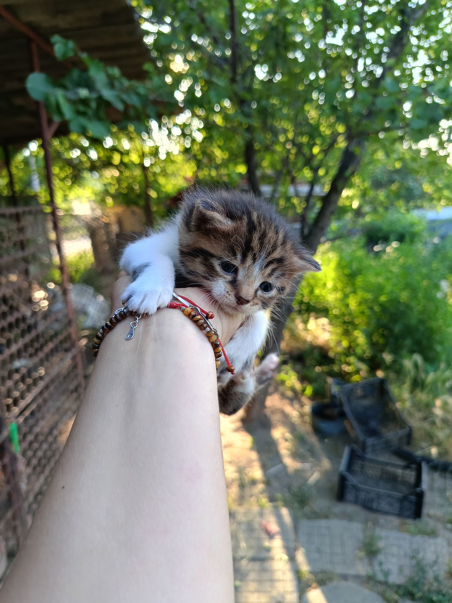 Подарявам котенца