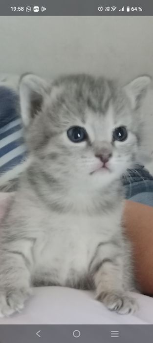 Отдам катёнка в добрые руки, девочка  очень игривая