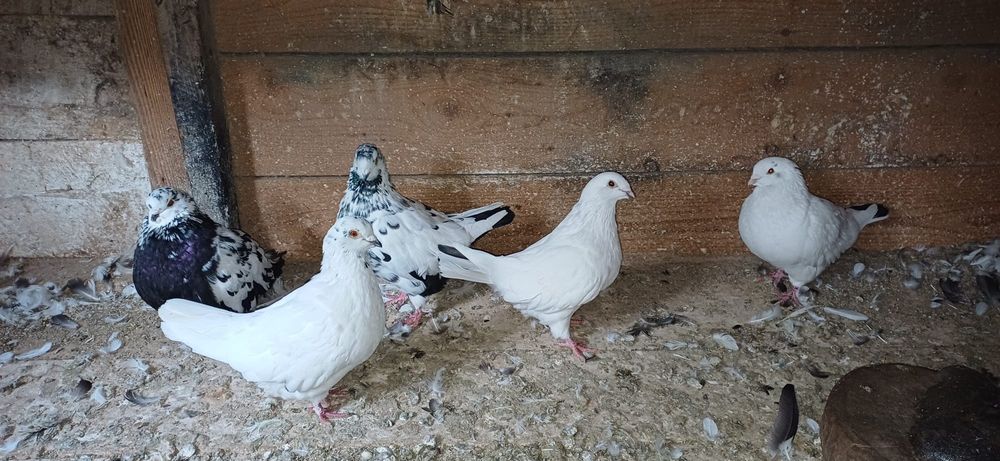 Porumbei de vânzare