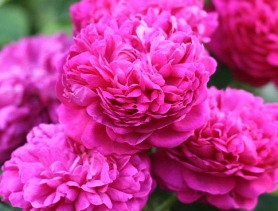 Vând afine la ghiveci  soiul Duke și trandafiri de dulceata  la ghivec