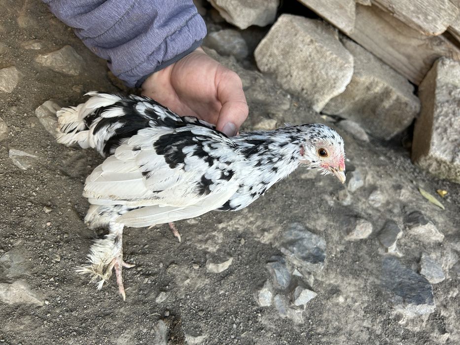 Gainușe si cocoși de munte