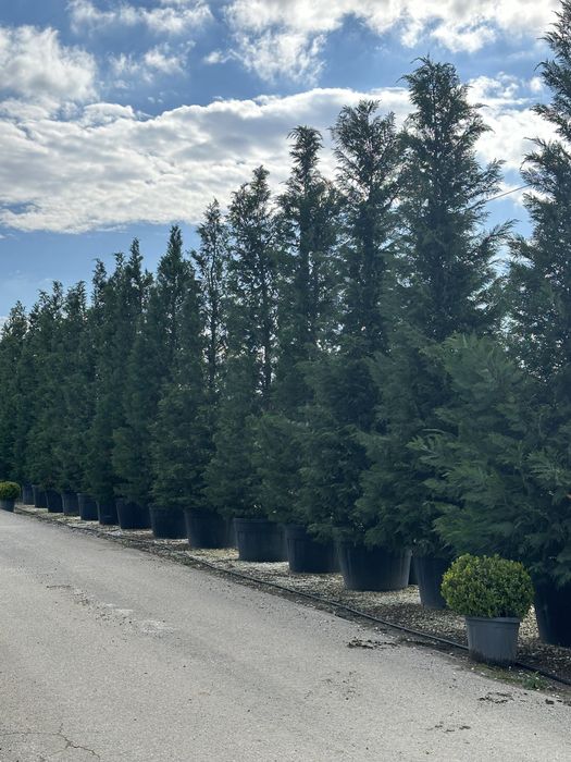 Plante ornamentale amagnoli grandeflora tuia lilandi zmarard