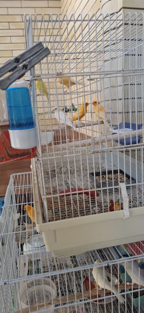Продаётся канарейки самцы